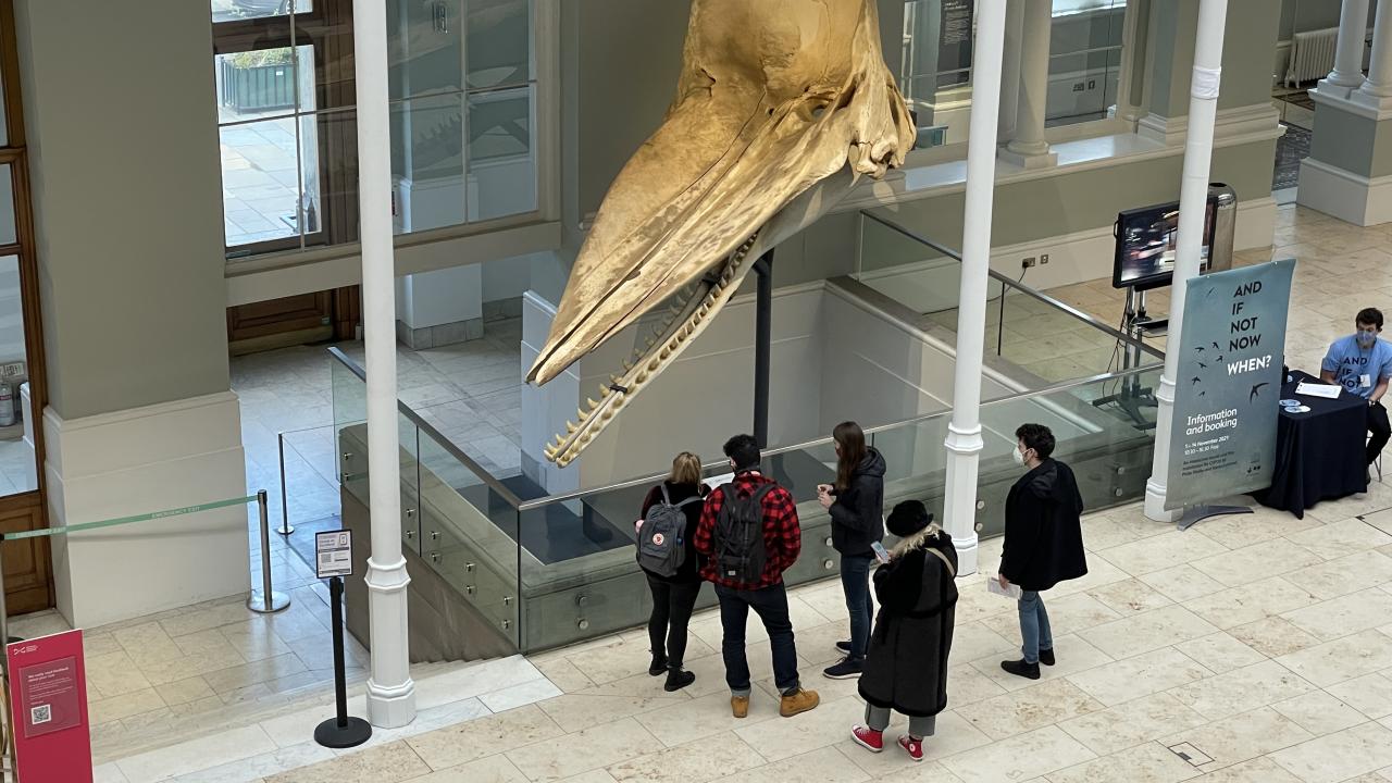 1,5 tonluk balina kafatası sergileniyor