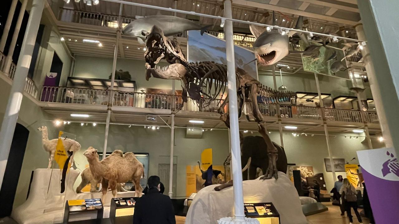 12 metre uzunluğundaki T-Rex dinozoru iskeleti de sergileniyor