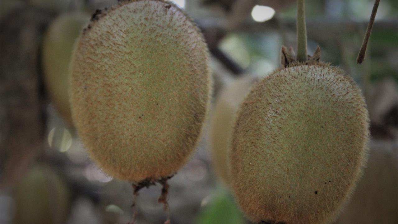 "Kivilerin kilosunu dalında 7 liradan satıyoruz"