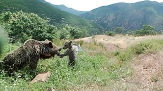 Bozayıların su yalağında yıkandığı anlar fotokapana yansıdı