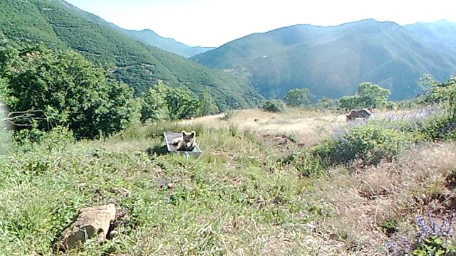 Antalyadaki yaban hayatı çeşitliliği fotokapanlara yansıdı
