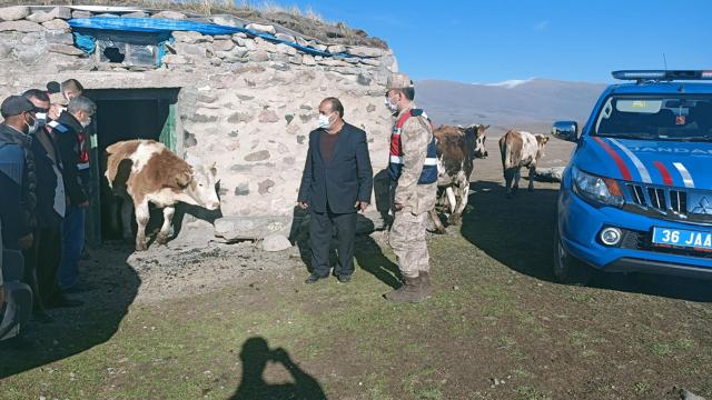 Çalınan büyükbaş hayvanlar Karsta bulundu