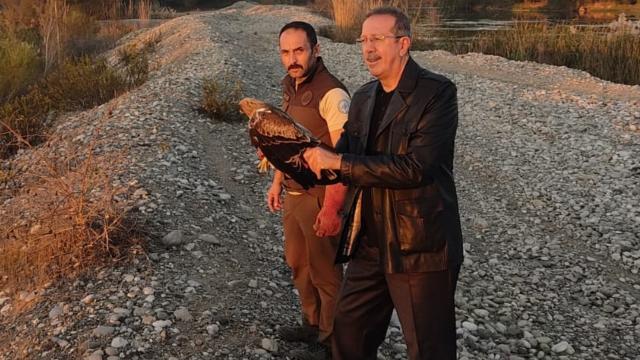 Osmaniyede tedavi edilen kartal doğaya bırakıldı