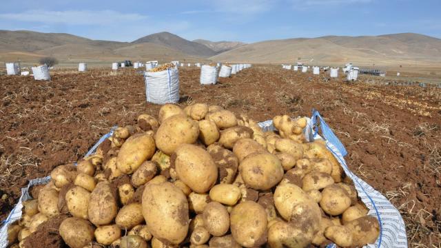 Gümüşhanede patates hasadı tarla günü düzenlendi