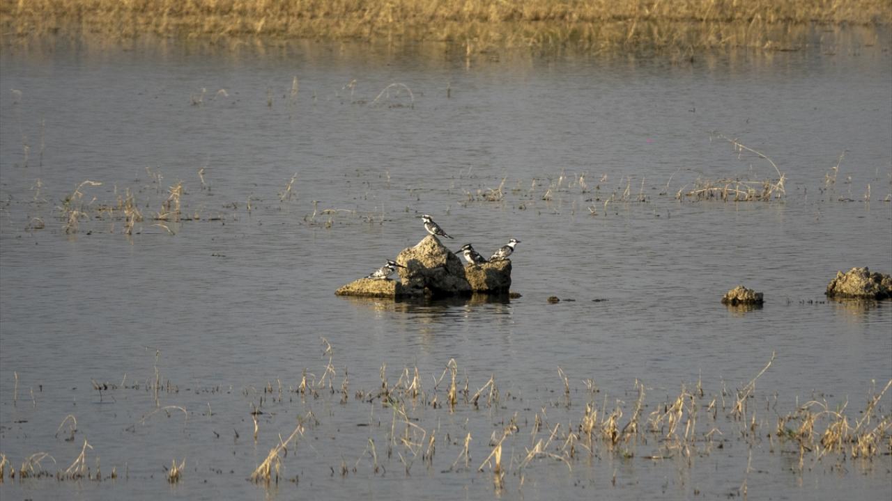 "Hatay, Türkiye`de kuş cenneti olma yolunda"