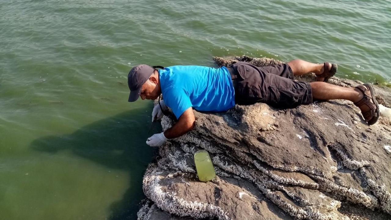 "Bafa Gölü, istilacı tür olan Avustralya tüp kurtlarının istilası altındadır” 