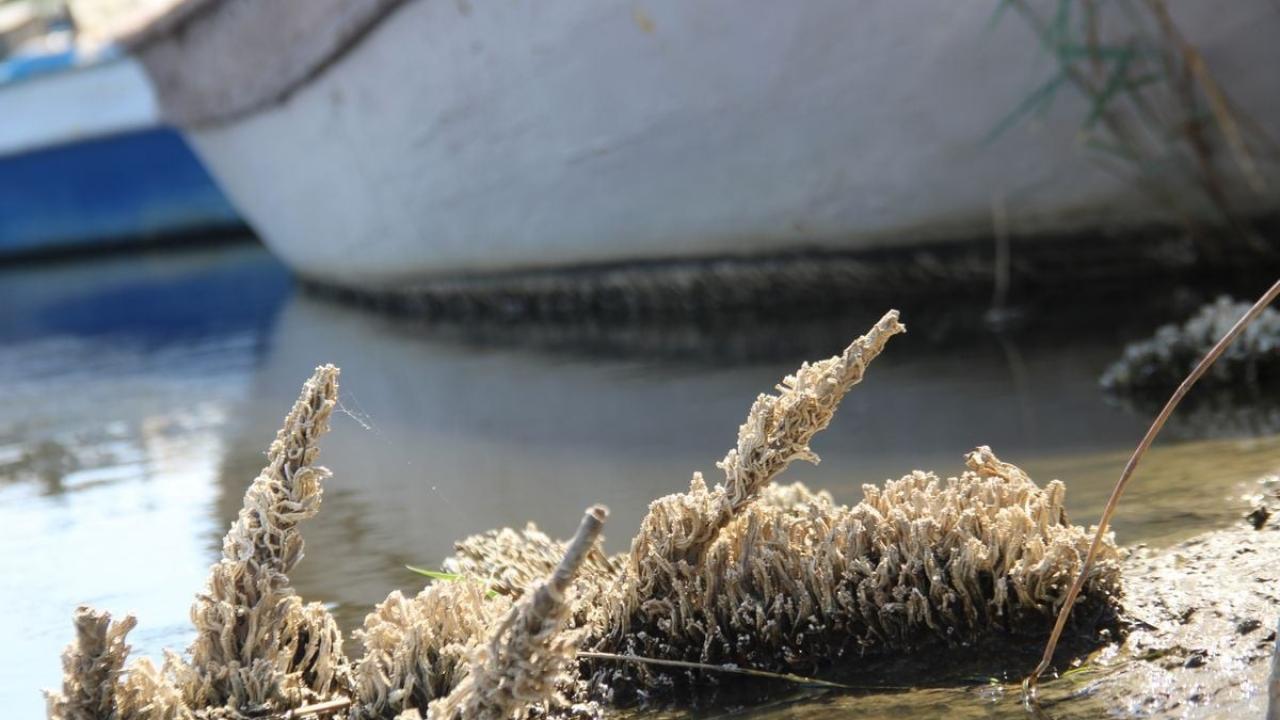 “Bilim insanlarının merkezi haline getirilmeli”