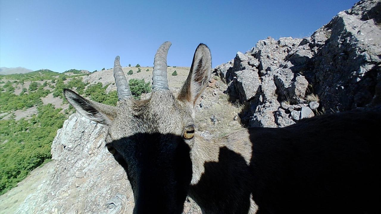 Fotokapanlara birçok canlı türü yakalandı