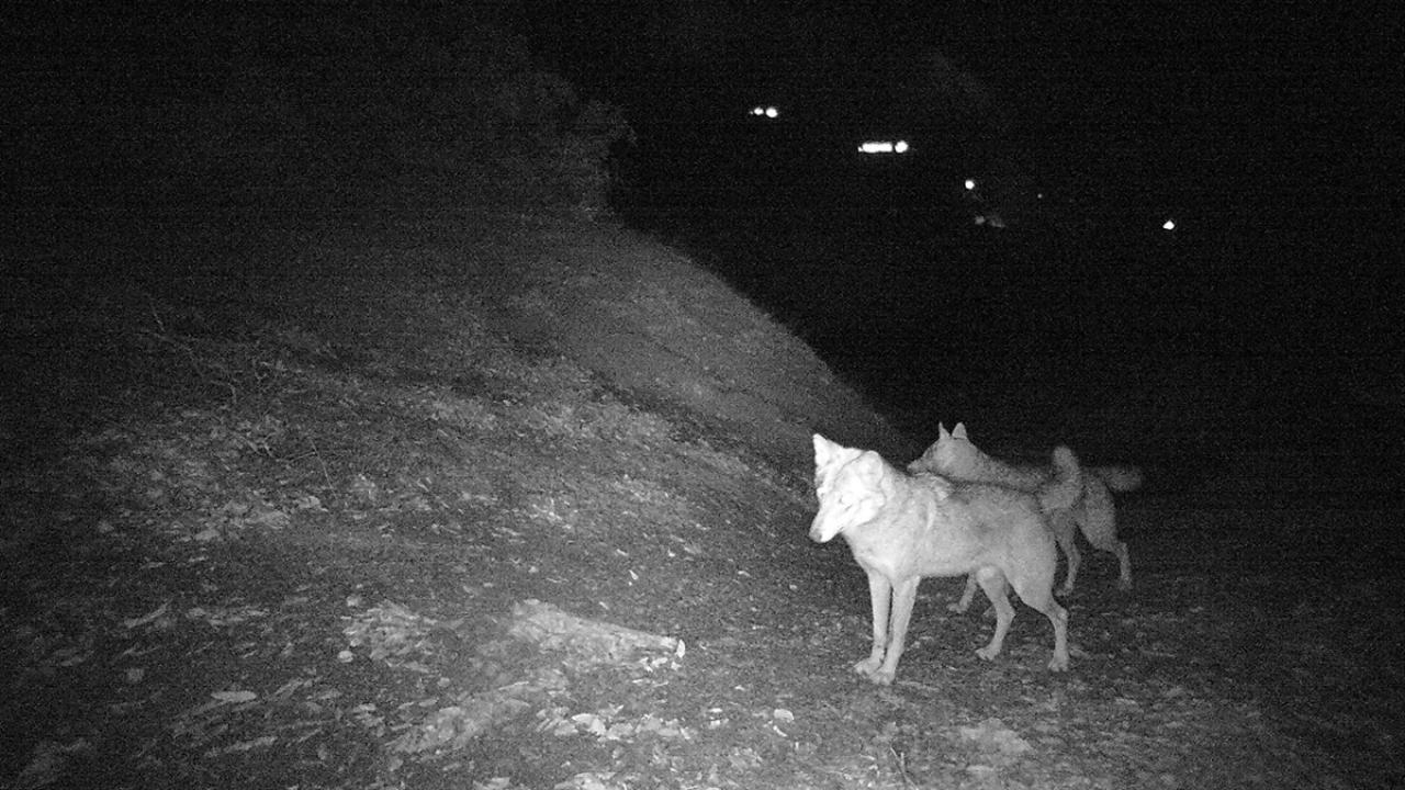 Yaban hayatının üremesi, göçü ve davranışları izleniyor