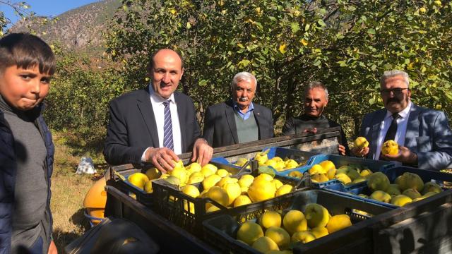 Adanada ayva organik yöntemlerle üretilecek