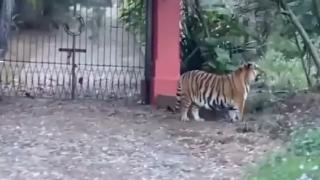 Meksika'da başıboş gezen Bengal kaplanı görenleri şaşırttı