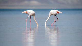Flamingolar göçe hazırlanıyor