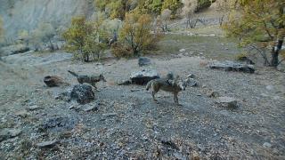 Tunceli'deki yaban hayatı fotokapanla görüntülendi