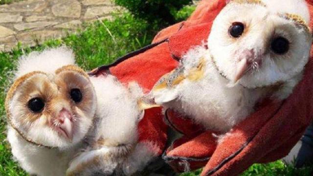 Bitkin halde bulunan peçeli baykuş koruma altına alındı