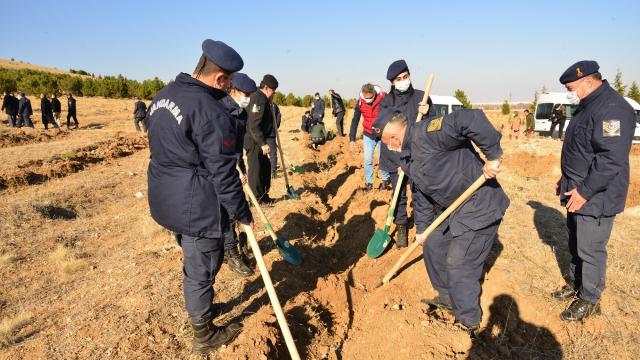 Jandarma Şehitler Ormanına fidan dikildi