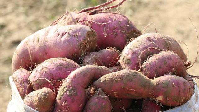 Torbalıda kırmızı ve mor patates hasadı yapıldı