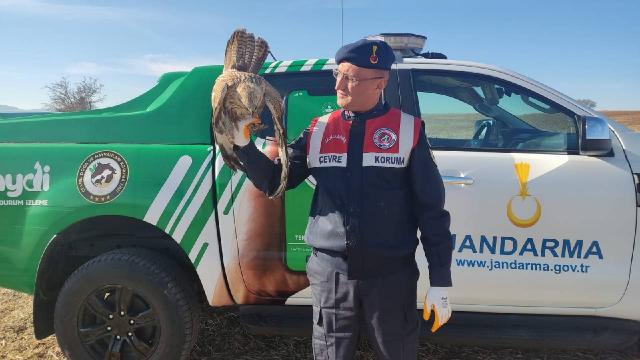 Jandarmanın yaralı bulduğu kızıl şahin tedavi altına alındı