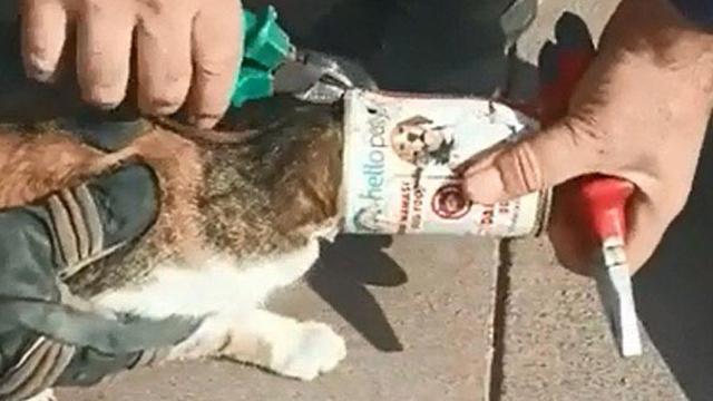 Konserve kutusuna sıkışan kedi kurtarıldı