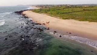 Pandemi nedeniyle sessiz kalan plajlar nesli tükenmekte olan kaplumbağalara umut oldu