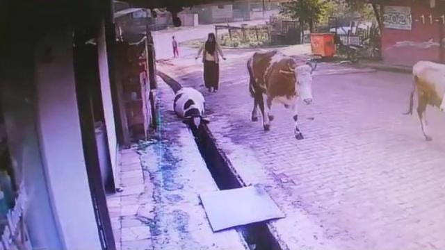 Düzcede su kanalına düşen ineği vatandaşlar kurtardı