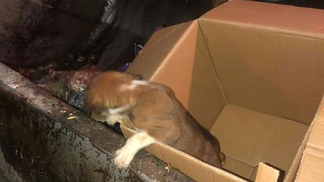 Yavru köpek çöp konteynerinde bulundu