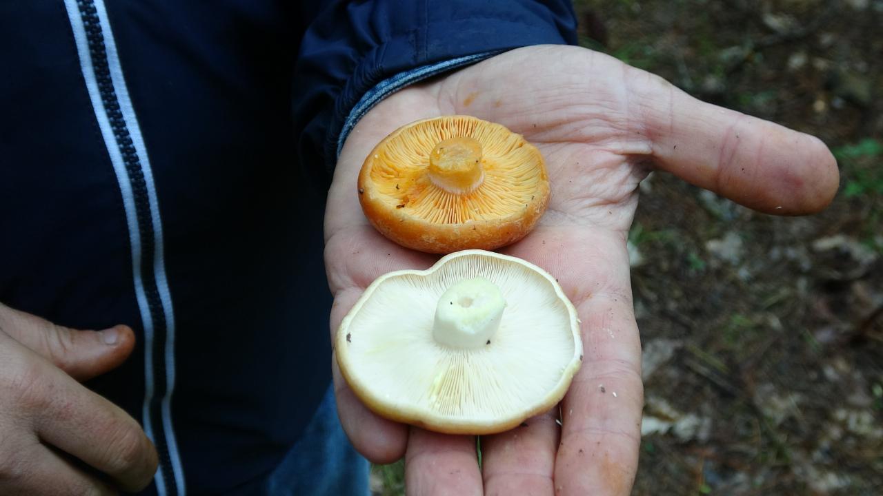 “Mantarlardan korkmayalım. Onları tanımaya çalışalım."