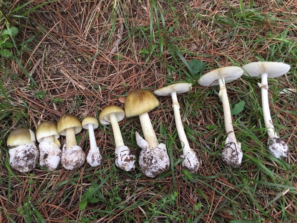 “İlk önce en ölümcül mantarlar, daha sonra kolay tanımlanan en lezzetliler öğrenilmeli”