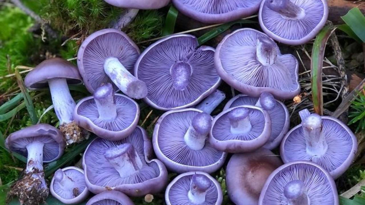 “Doğal mantarları tanımlamak ciddi bir emek ve deneyim gerektirir”