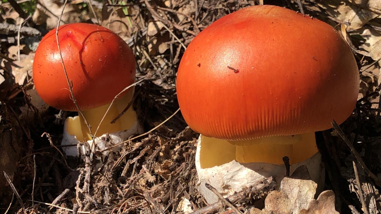 “Zehirli mantar yanındaki zehirsiz mantarı zehirli hale getirmez”