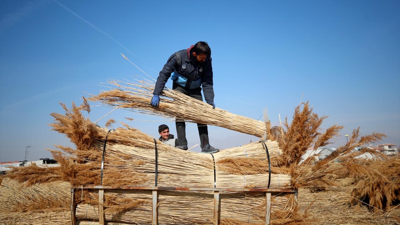 Avrupa`ya 300 bin bağ kamış ihraç edildi