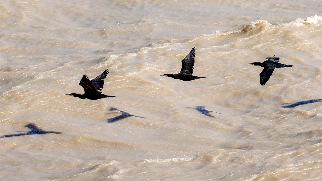 "Biyoçeşitlilik açısından çok zengin bir alan"