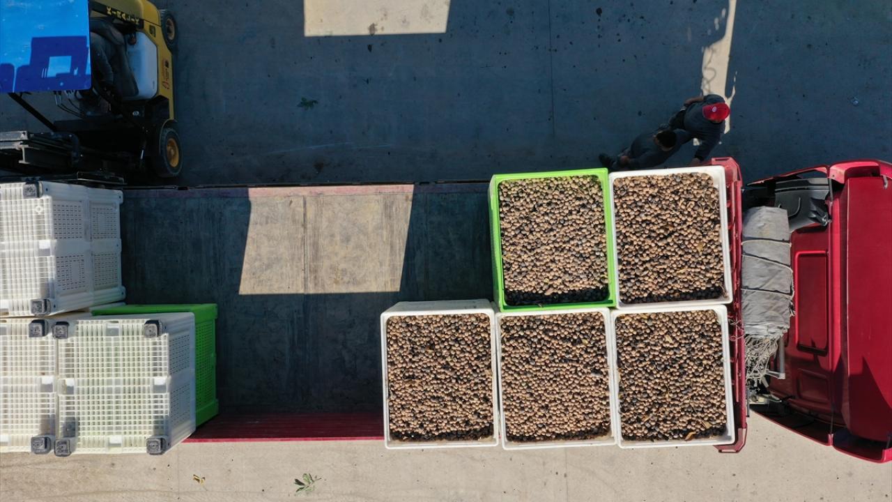 Erdoğan`ın çağrısıyla memleketinde ceviz bahçesi oluşturdu