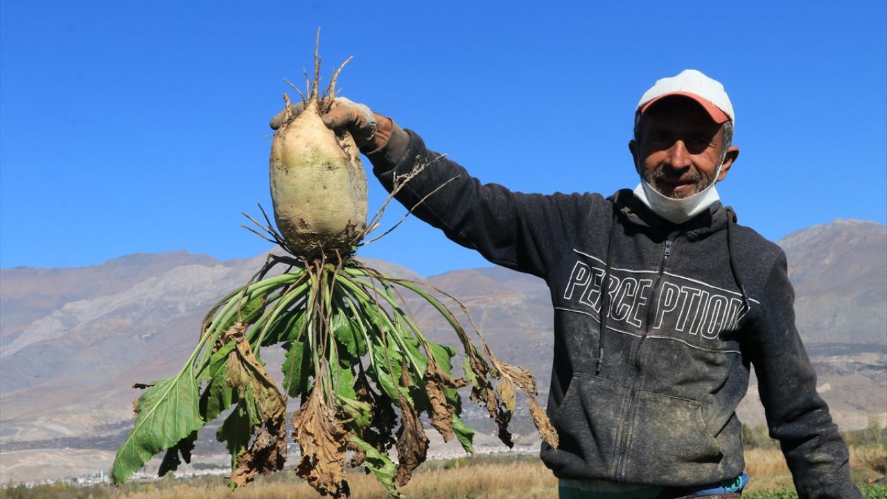"Üretim iki yılda 40 bin dekardan 54 bin dekar alana çıktı"