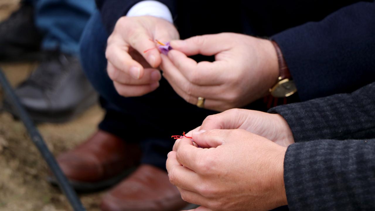 "Aranan ve zor bulunan bir bitki"