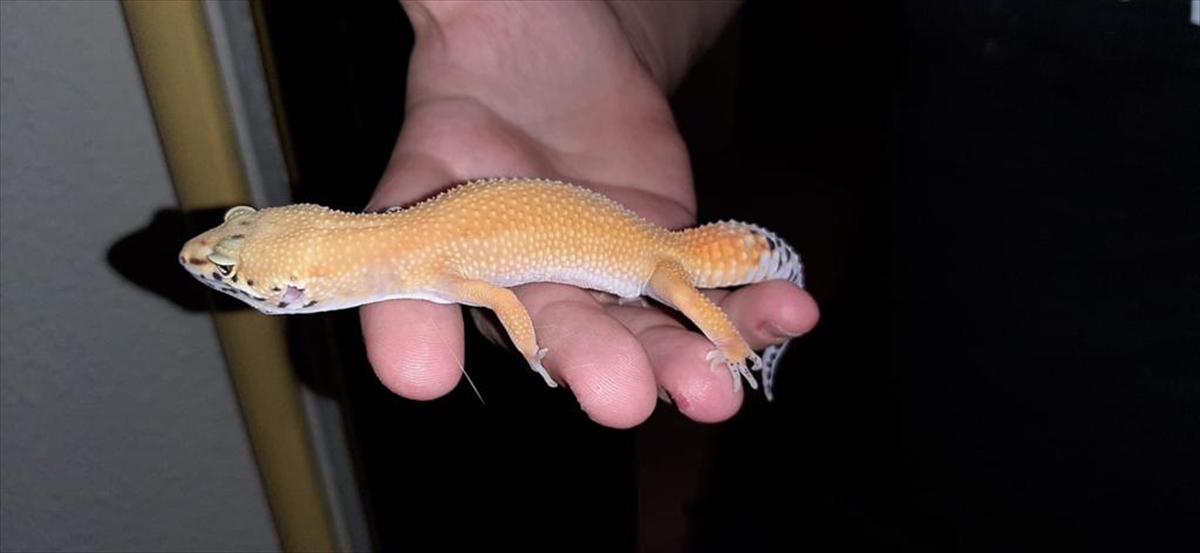 Tropikal hayvanlara yoğun ilgi