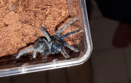 Aydın`da çok sayıda böcek ele geçirildi