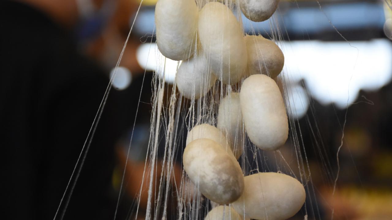 Koza üretimi hibe destekleriyle artacak