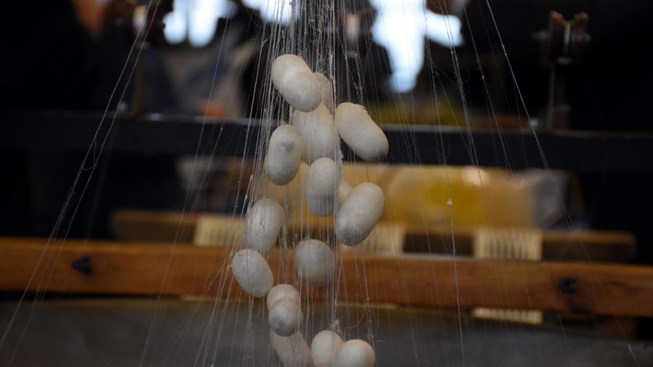 Koza üretimi hibe destekleriyle artacak