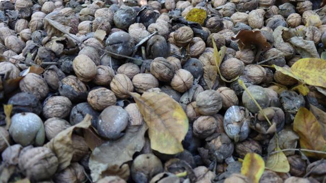 Ceviz bahçesinde 600 ton ceviz hasat edildi