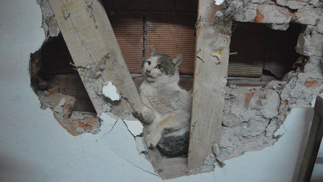 İki evin duvarı arasında sıkışan kedi kurtarıldı