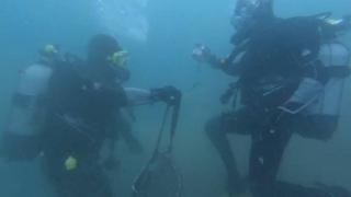 Kaçak avlanan 2 ton midye denizden çıkarıldı