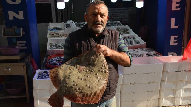 Kalkan balığı altınla yarışıyor: Kilosu 250 lira