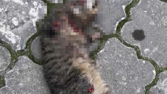 Turgutluda seri kedi katili aranıyor