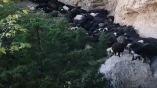 Artvin’de küçükbaş hayvanların zorlu yolculuğu