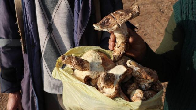Toroslardan toplanan mantarlar Japonyaya ihraç ediliyor