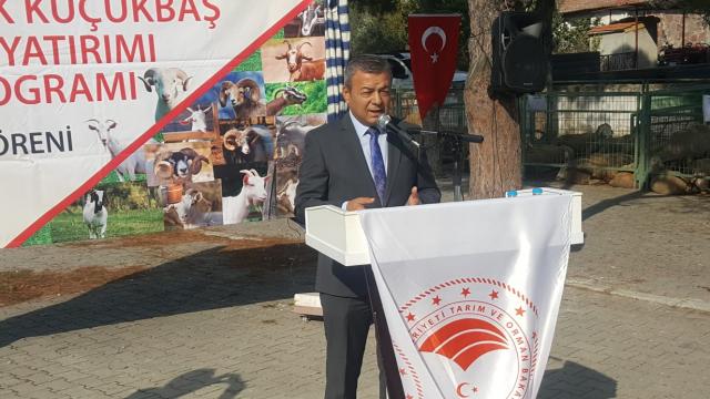 İzmirde üreticilere hibe edilen küçükbaş hayvanların dağıtımı sürüyor