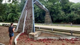 Avusturalya’da yengeç göçü: Yollar kırmızıya büründü