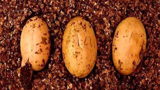 Nesli tükenmekte olan Komodo ejderlerinin yumurtadan çıkışı görüntülendi