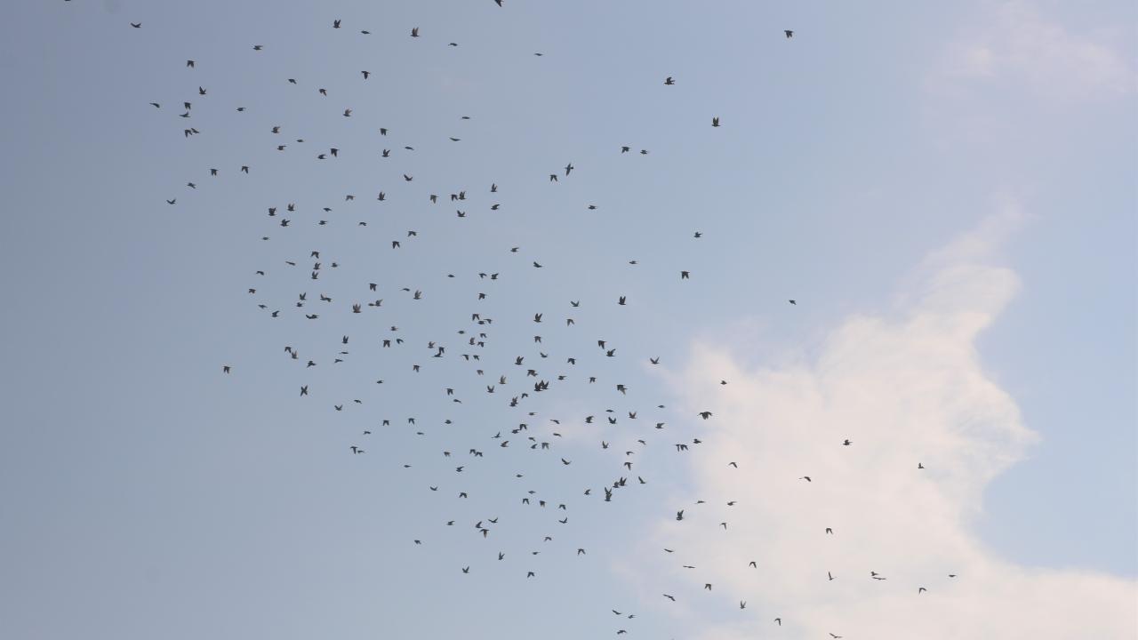 Yaklaşık 6 bin güvercin gökyüzüyle buluştu