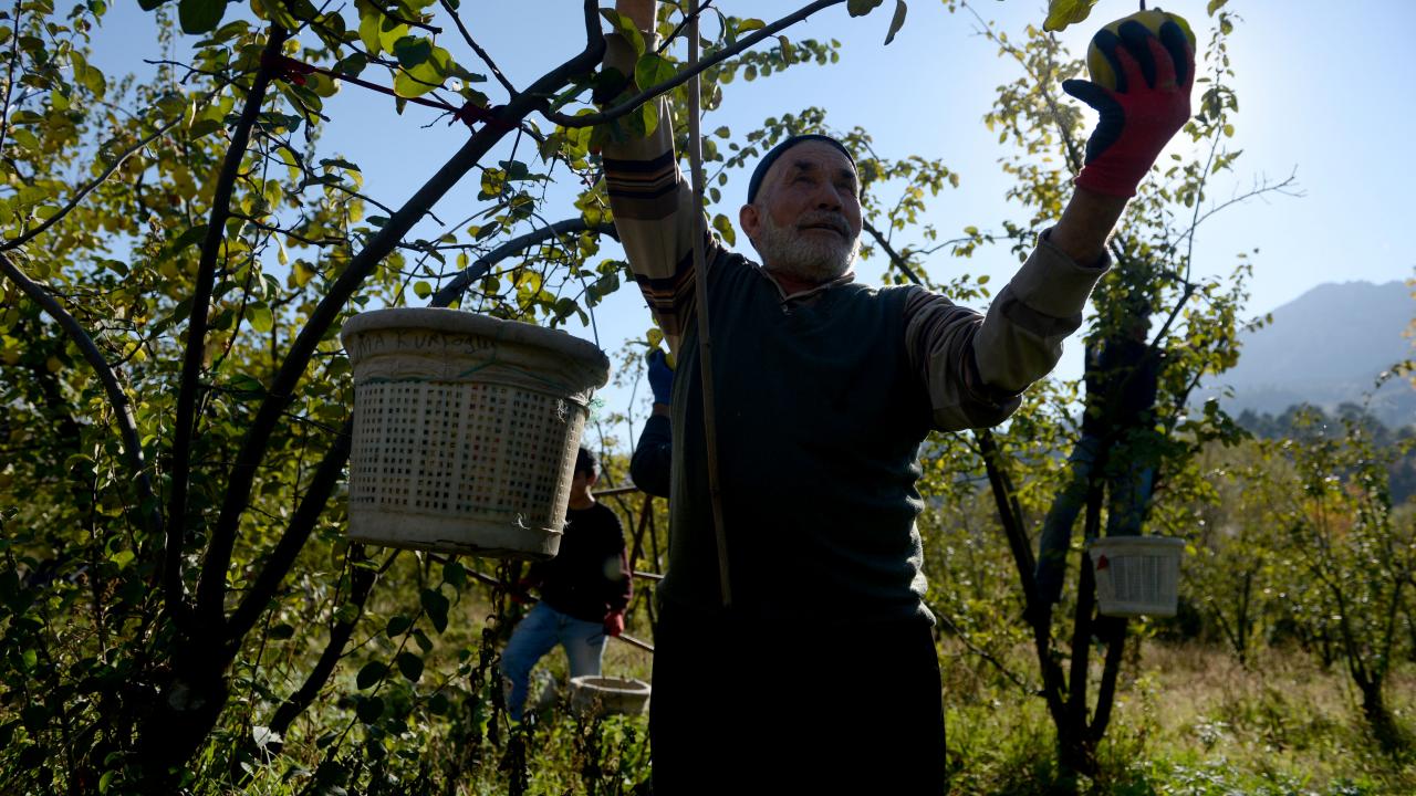 "Ayva hasadımız çok şükür iyi"